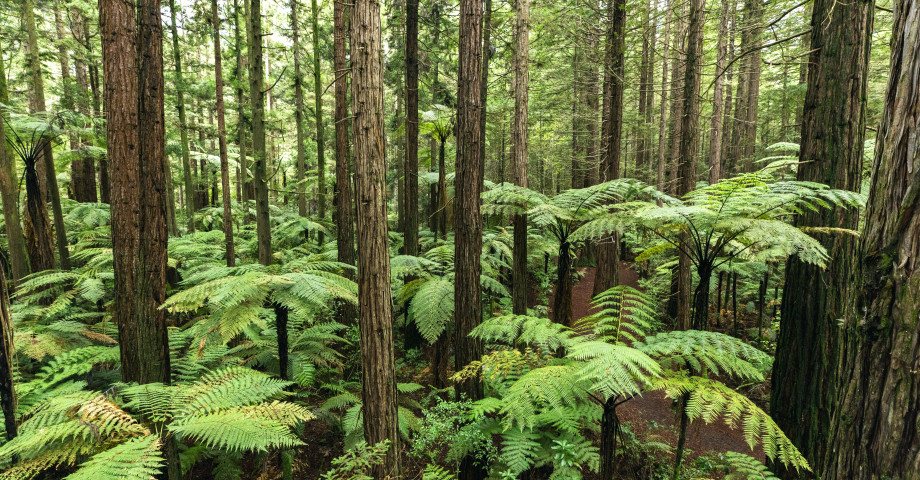 235589 rotorua bay of plenty