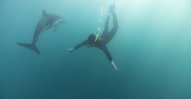 Diver meeting dolphin in Kaikoura