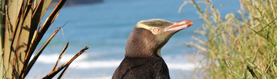 Yellow-eyed Penguin